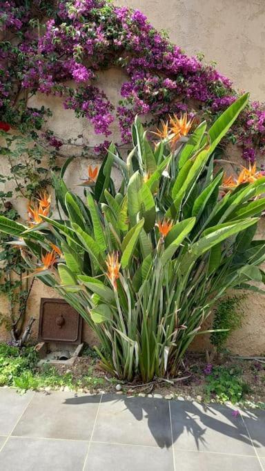 Appartement En Rez De Jardin Et Terrasse Ds Villa Hyeres Luaran gambar